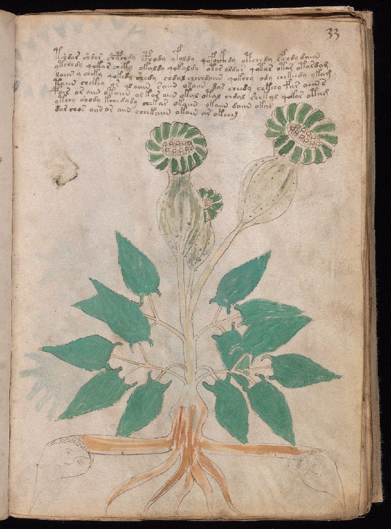 Voynich Manuscript folio f33r, an impossible plant, Beinecke MS 408, Yale