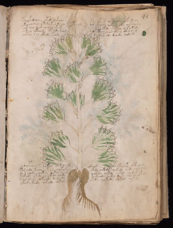 Voynich Manuscript folio f41r — botanical section, Beinecke MS 408