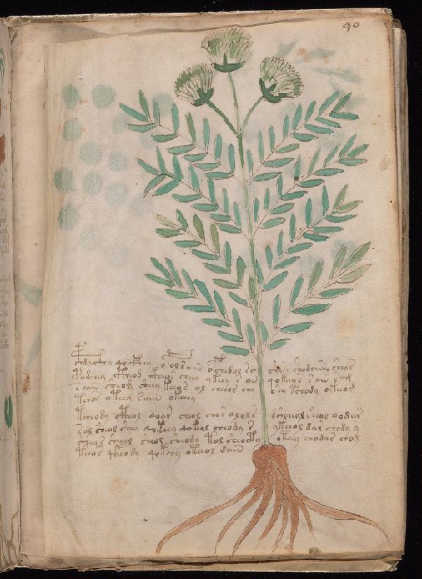 Voynich Manuscript folio f78r, a biological section illustration, Beinecke MS 408, Yale