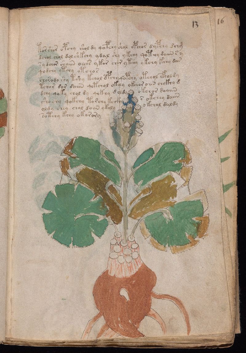 Voynich Manuscript folio 13r, Beinecke MS 408, Yale