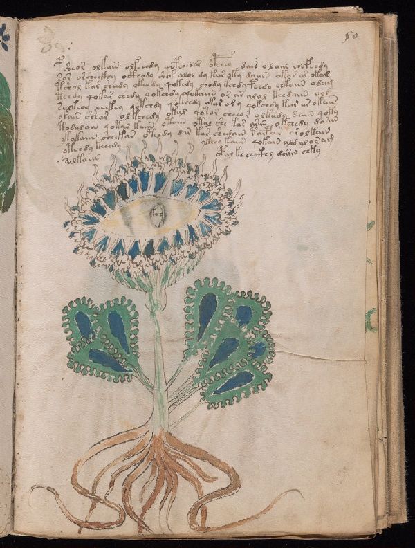 Beinecke MS 408 folio 50r — pharmaceutical section