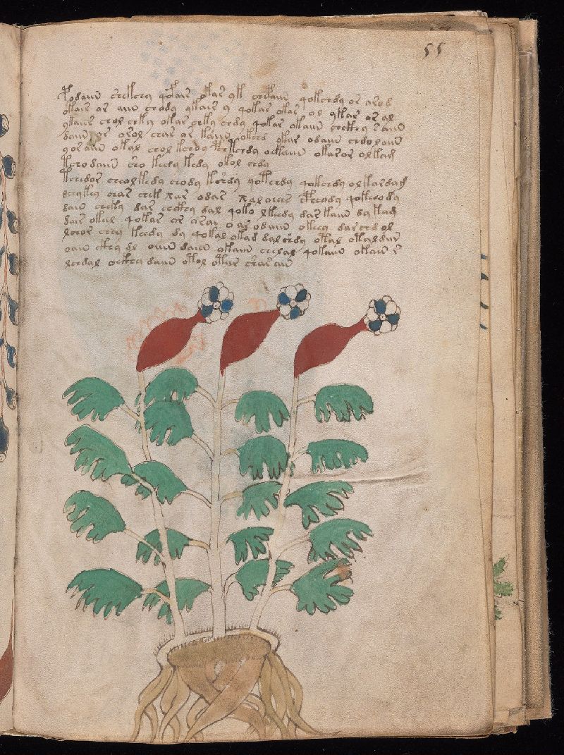 f.55r